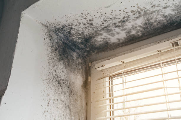 Affordable Mold Removal solutions in Avenel, NJ